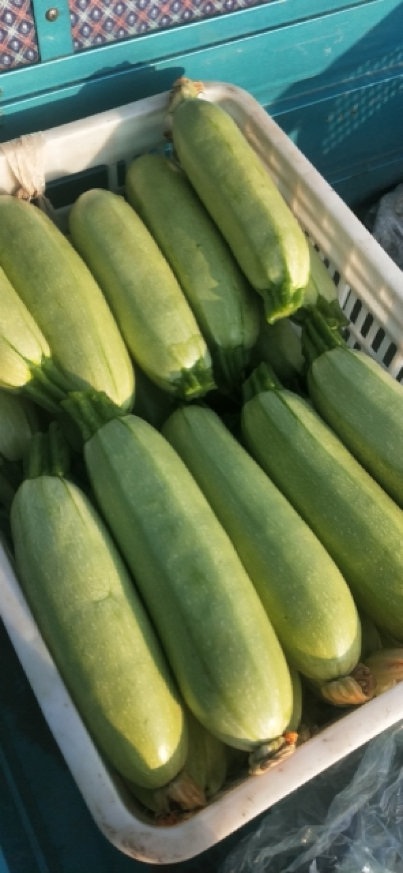 大量供应各种蔬菜西瓜批发价优果蔬基地支持视频看货