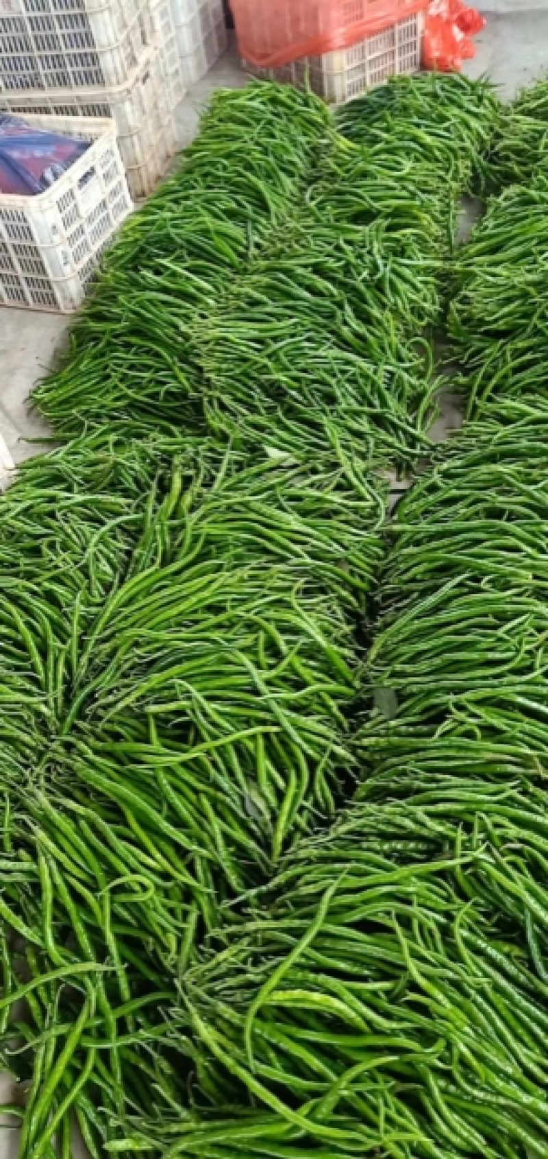 大量供应各种蔬菜西瓜批发价优果蔬基地支持视频看货