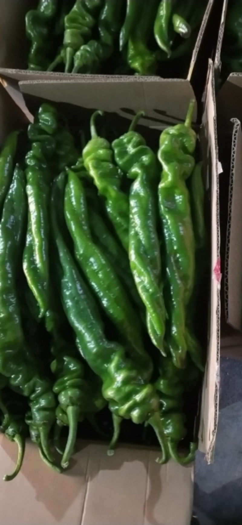 大量供应各种蔬菜西瓜批发价优果蔬基地支持视频看货