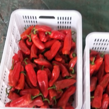 大量供应各种蔬菜西瓜批发价优果蔬基地支持视频看货