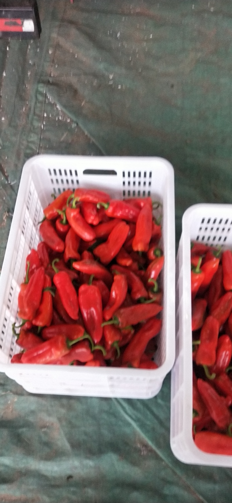 大量供应各种蔬菜西瓜批发价优果蔬基地支持视频看货
