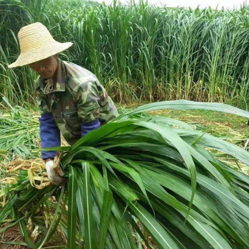 牧草种子墨西哥玉米草种子阔叶优12玉米草种籽大叶高产猪牛