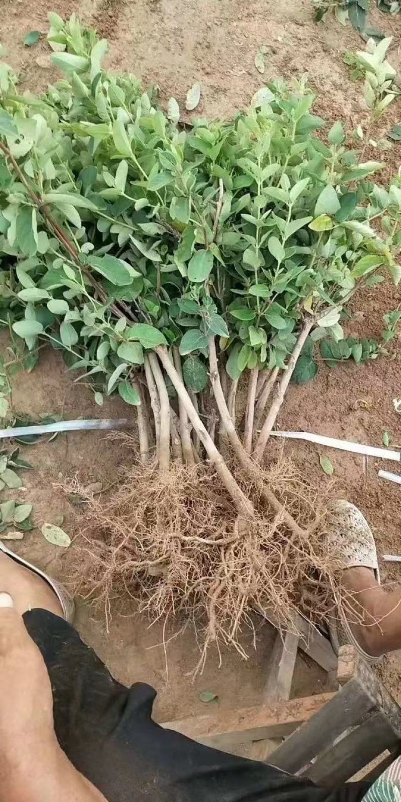 金银花苗优质金银花新品种，十到十五天不开花