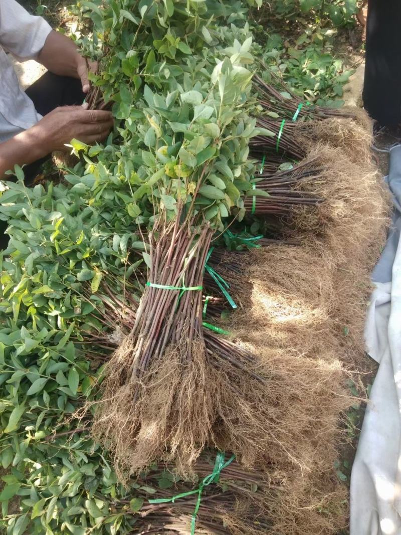 金银花苗优质金银花新品种，十到十五天不开花