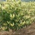 金银花苗优质金银花新品种，十到十五天不开花