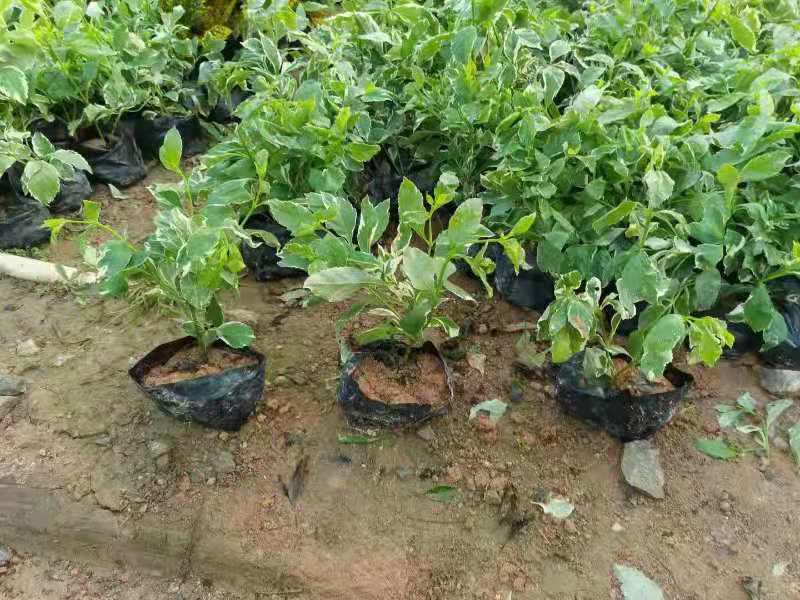绿化草坪，马尼拉草皮，大叶油草皮，台湾草，百慕大，等等