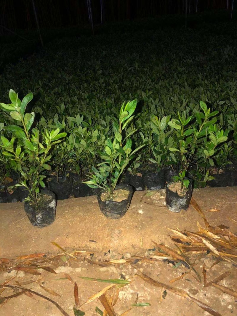 绿化草坪，马尼拉草皮，大叶油草皮，台湾草，百慕大，等等