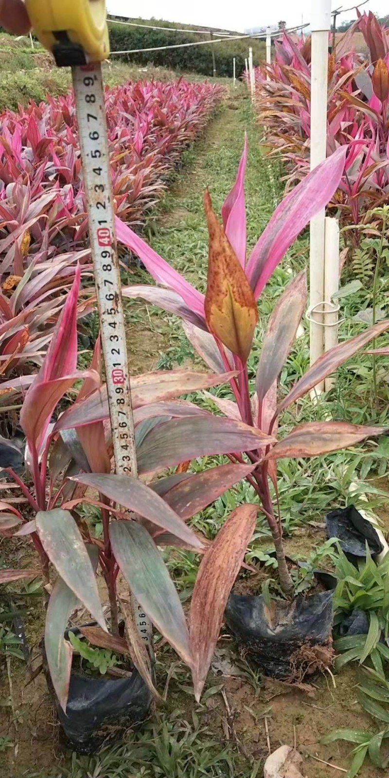绿化草坪，马尼拉草皮，大叶油草皮，台湾草，百慕大，等等