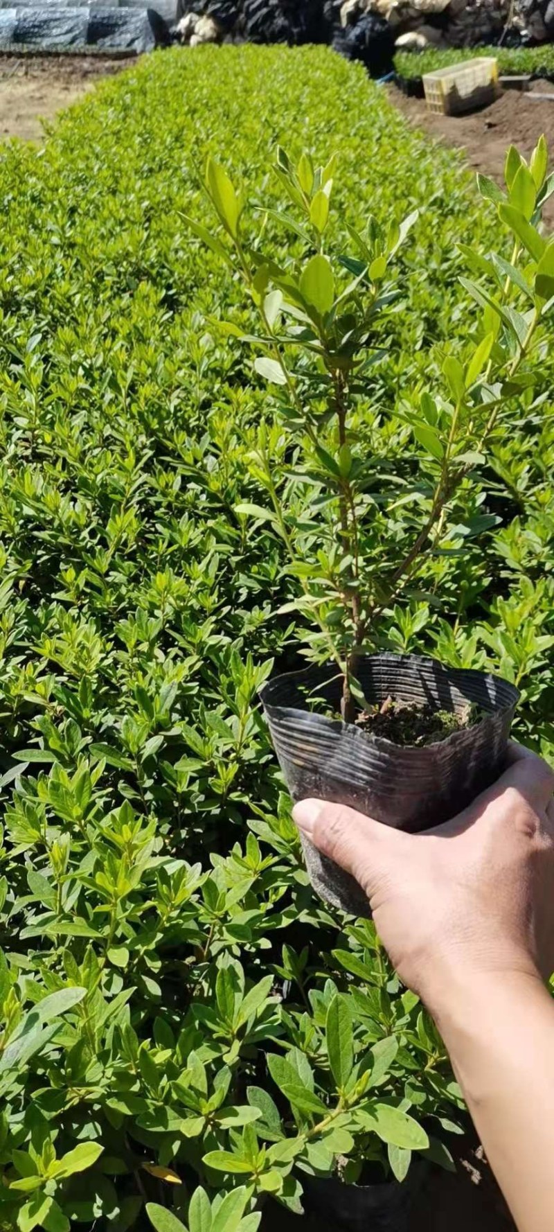 绿化草坪，马尼拉草皮，大叶油草皮，台湾草，百慕大，等等