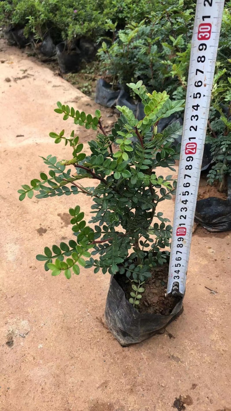 绿化草坪，马尼拉草皮，大叶油草皮，台湾草，百慕大，等等