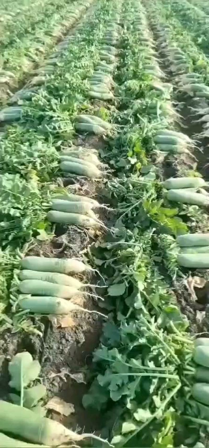 青萝卜春天秋天的量大质优