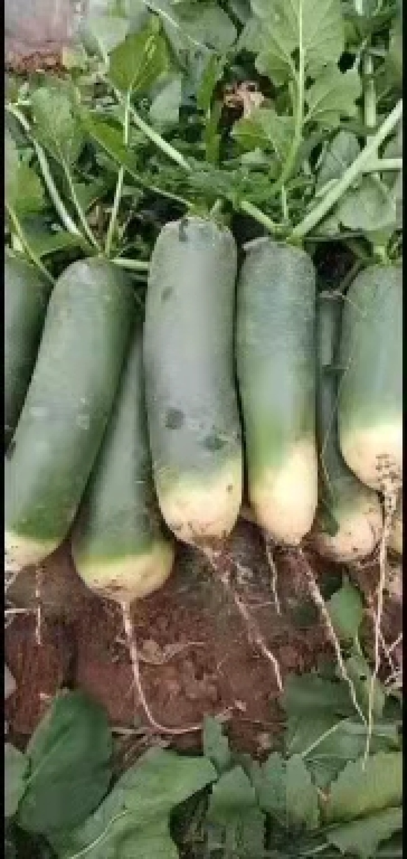 青萝卜春天秋天的量大质优