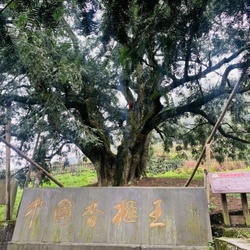 产地农场，源头好货（开口笑香榧）
