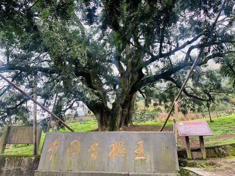 产地农场，源头好货（开口笑香榧）