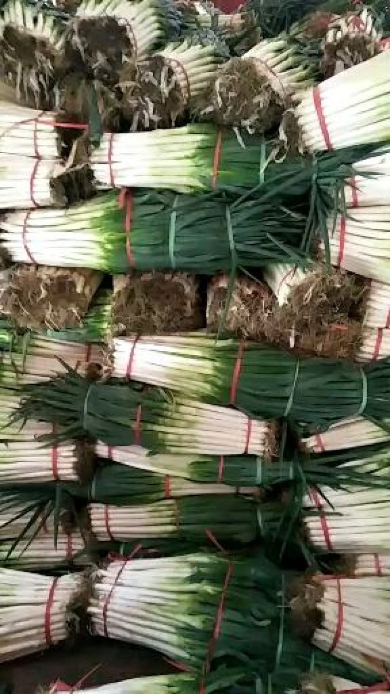 大葱净葱大量供应质优价廉欢迎各位客商光临