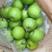 早熟品种梨苗，苏翠一号，7月中旬，保湿发货，死苗补发，