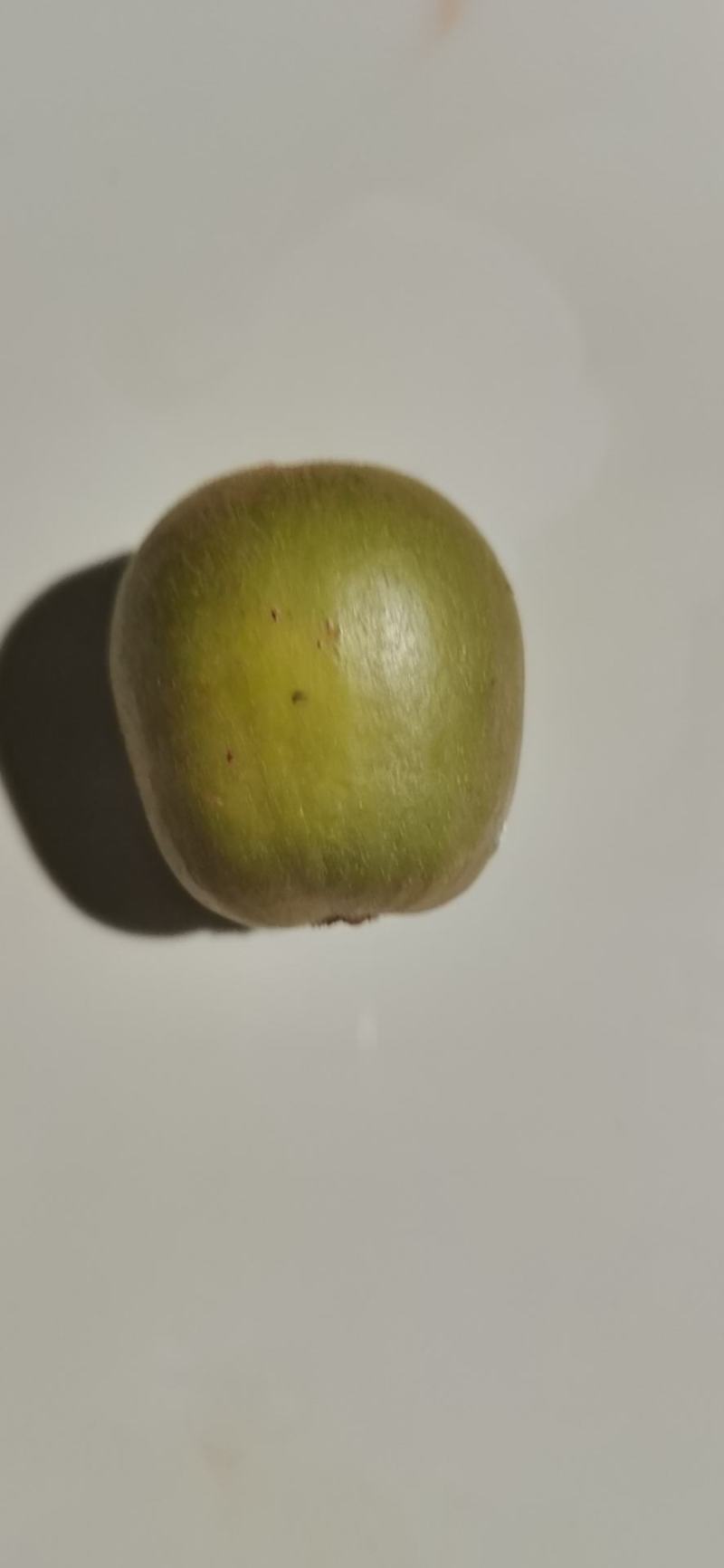 蒲江红心猕猴桃东红专业代办代购代发基地直供货源充足