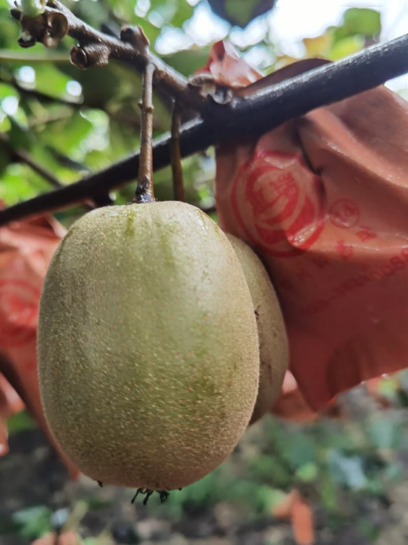 蒲江红心猕猴桃东红专业代办代购代发基地直供货源充足
