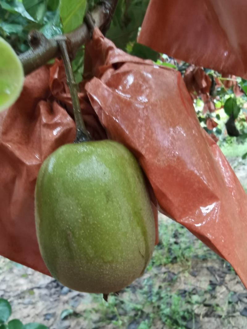 蒲江红心猕猴桃东红专业代办代购代发基地直供货源充足