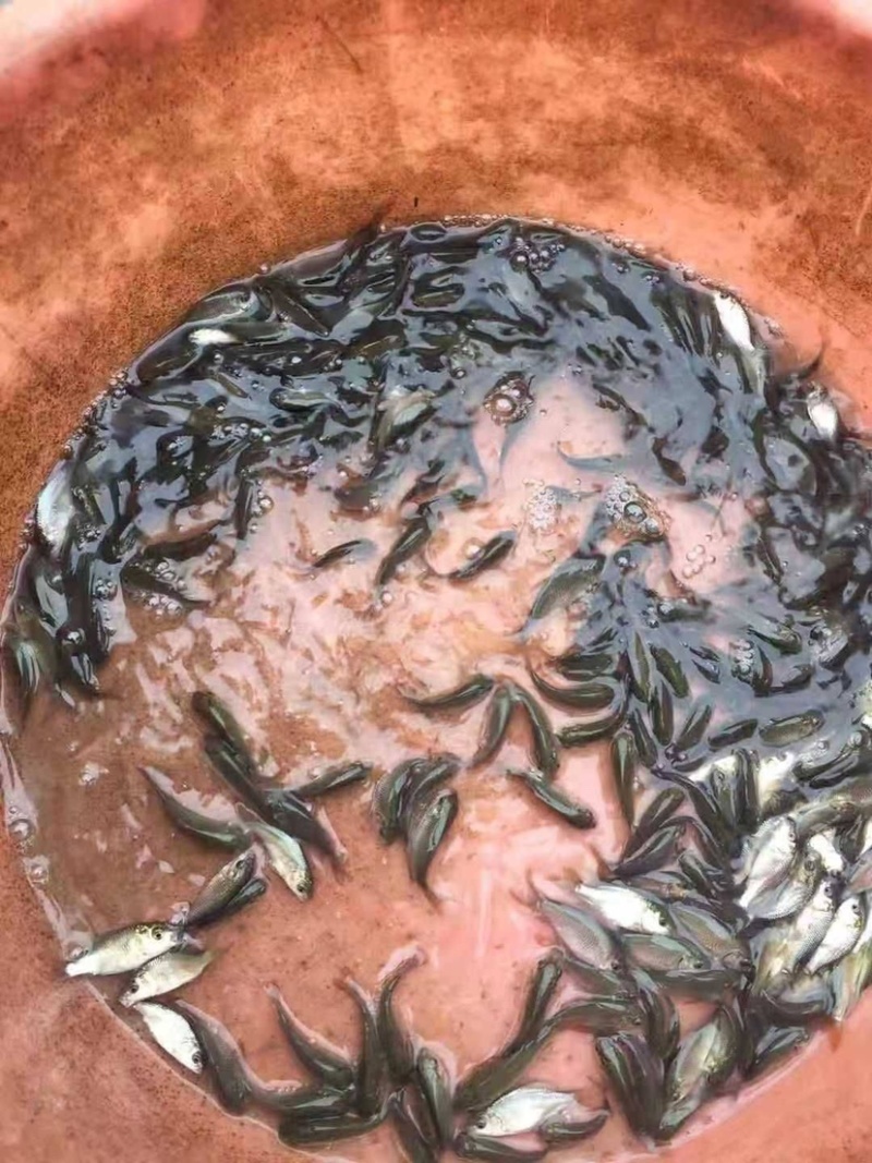 鲤鱼苗自养自销批售各种规格长期供应保证成活率