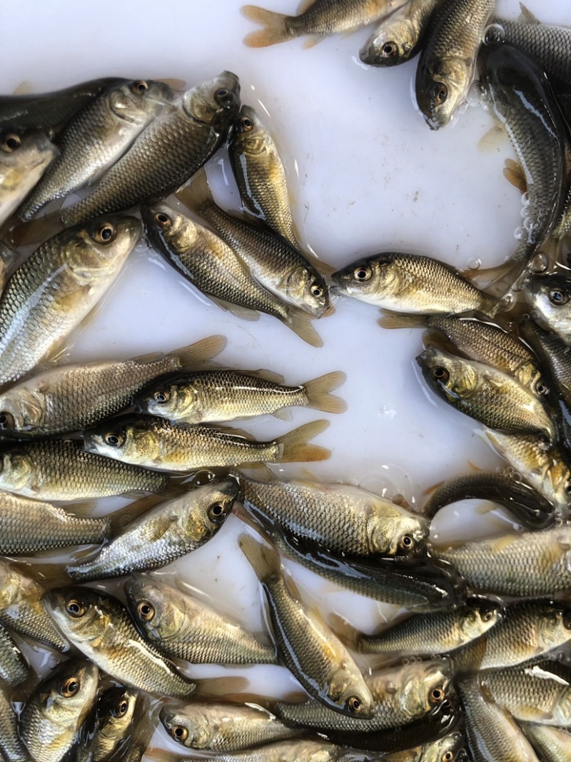 鲤鱼苗自养自销批售各种规格长期供应保证成活率