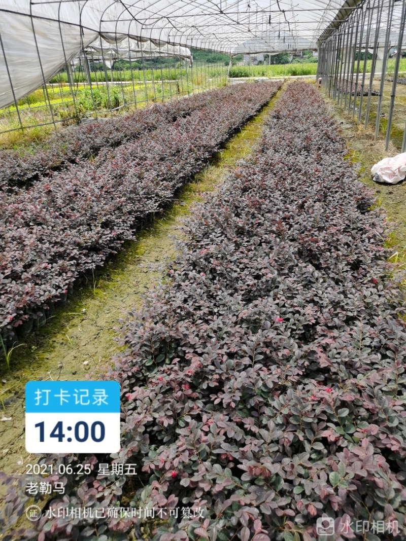 马尼拉草皮，台湾草皮，百慕大