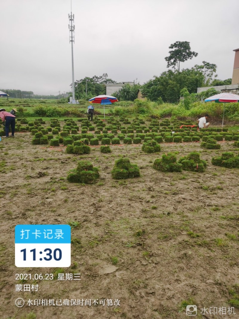 马尼拉草皮，台湾草皮，百慕大