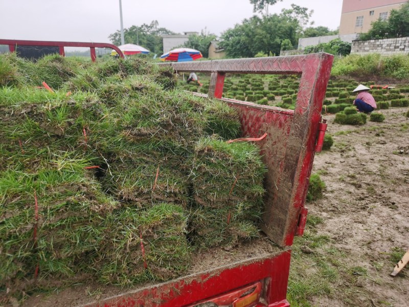 马尼拉草皮，台湾草皮，百慕大