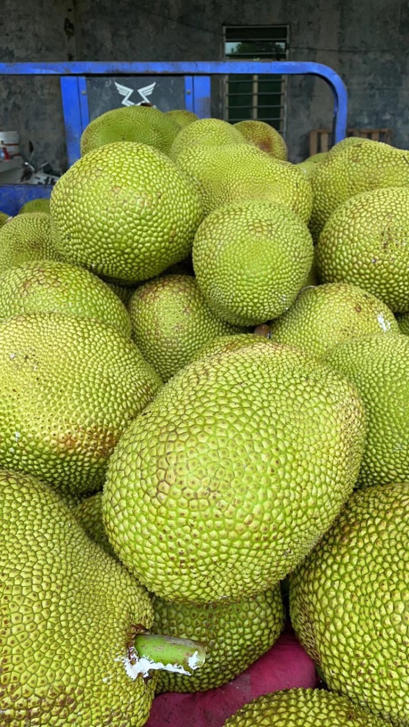 广东菠萝蜜大量有货三包质量可以到场地亲自看货。品种齐全供应
