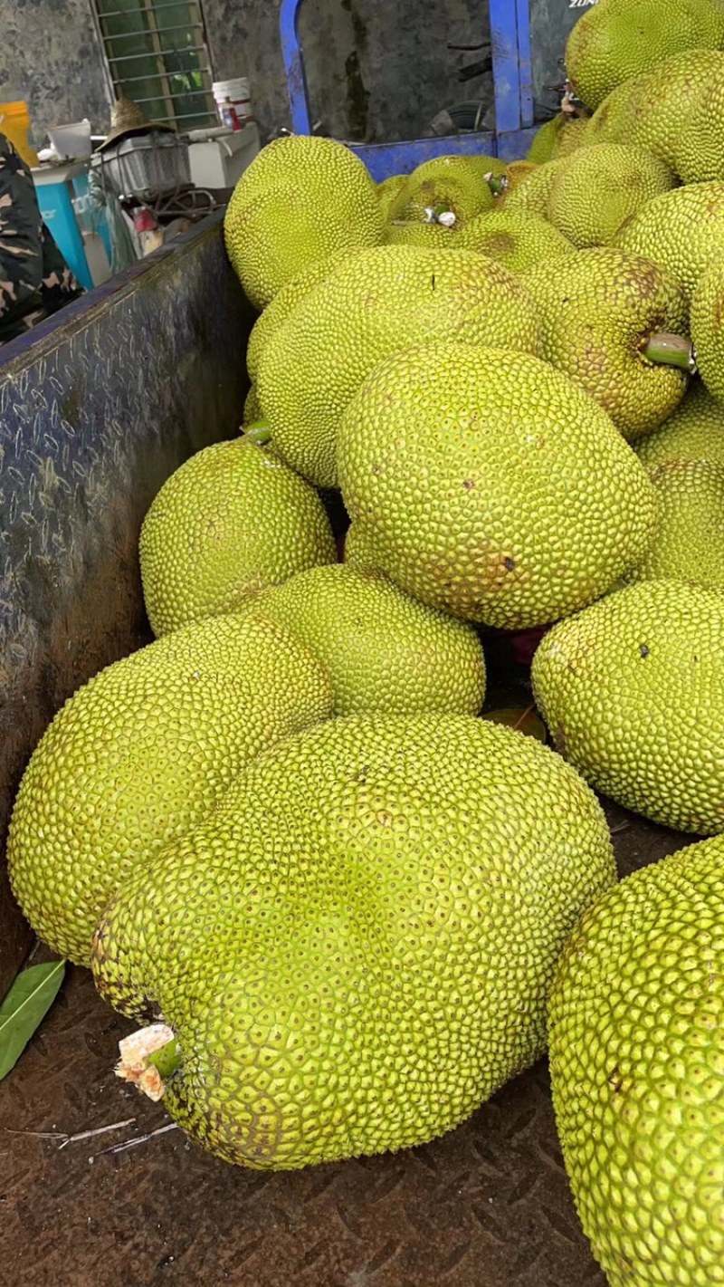广东菠萝蜜大量有货三包质量可以到场地亲自看货。品种齐全供应