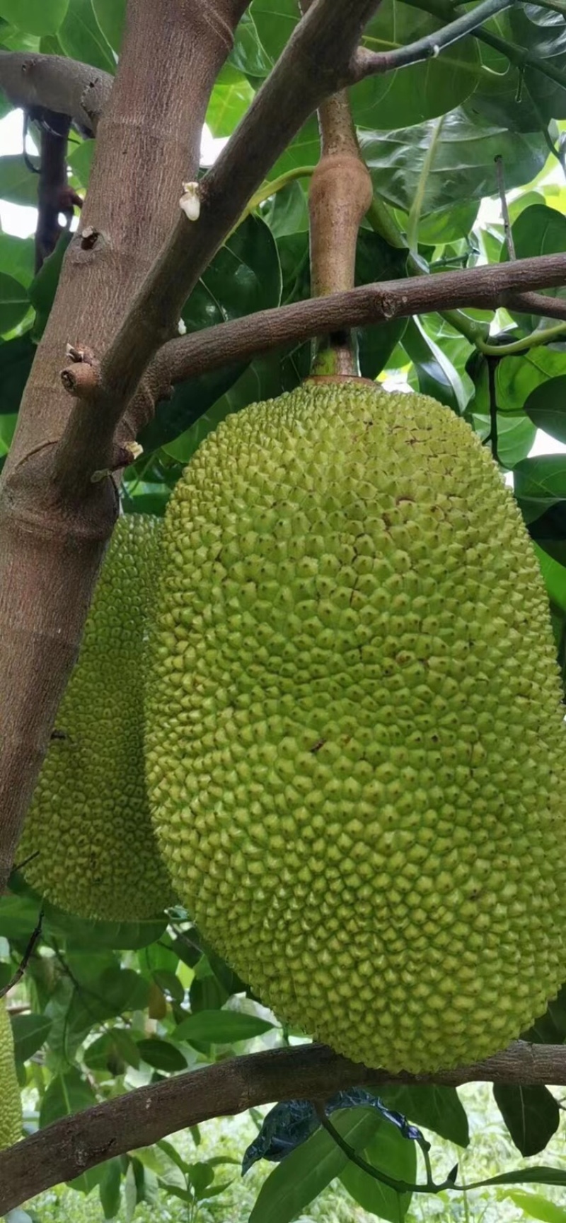 广东菠萝蜜大量有货三包质量可以到场地亲自看货。品种齐全供应