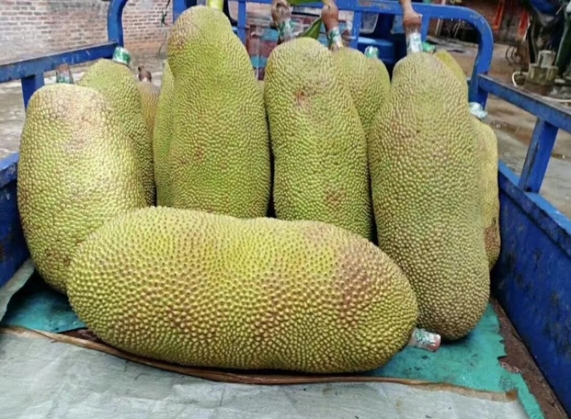 广东菠萝蜜大量有货三包质量可以到场地亲自看货。品种齐全供应