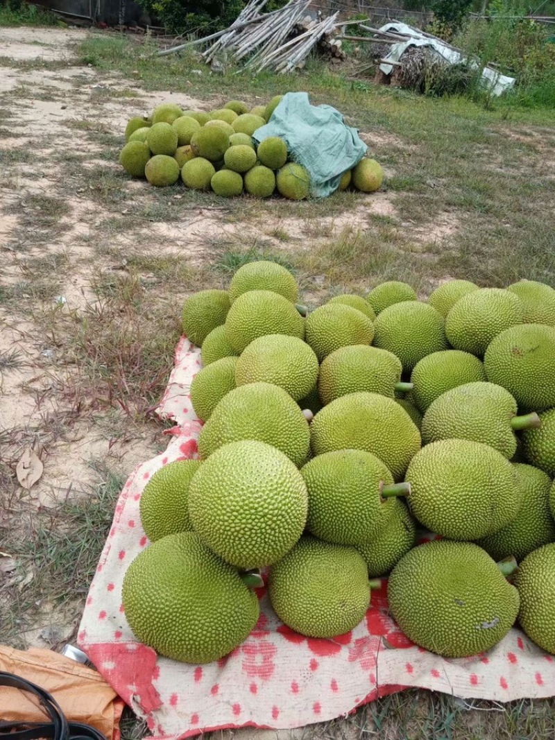 广东菠萝蜜大量有货三包质量可以到场地亲自看货。品种齐全供应