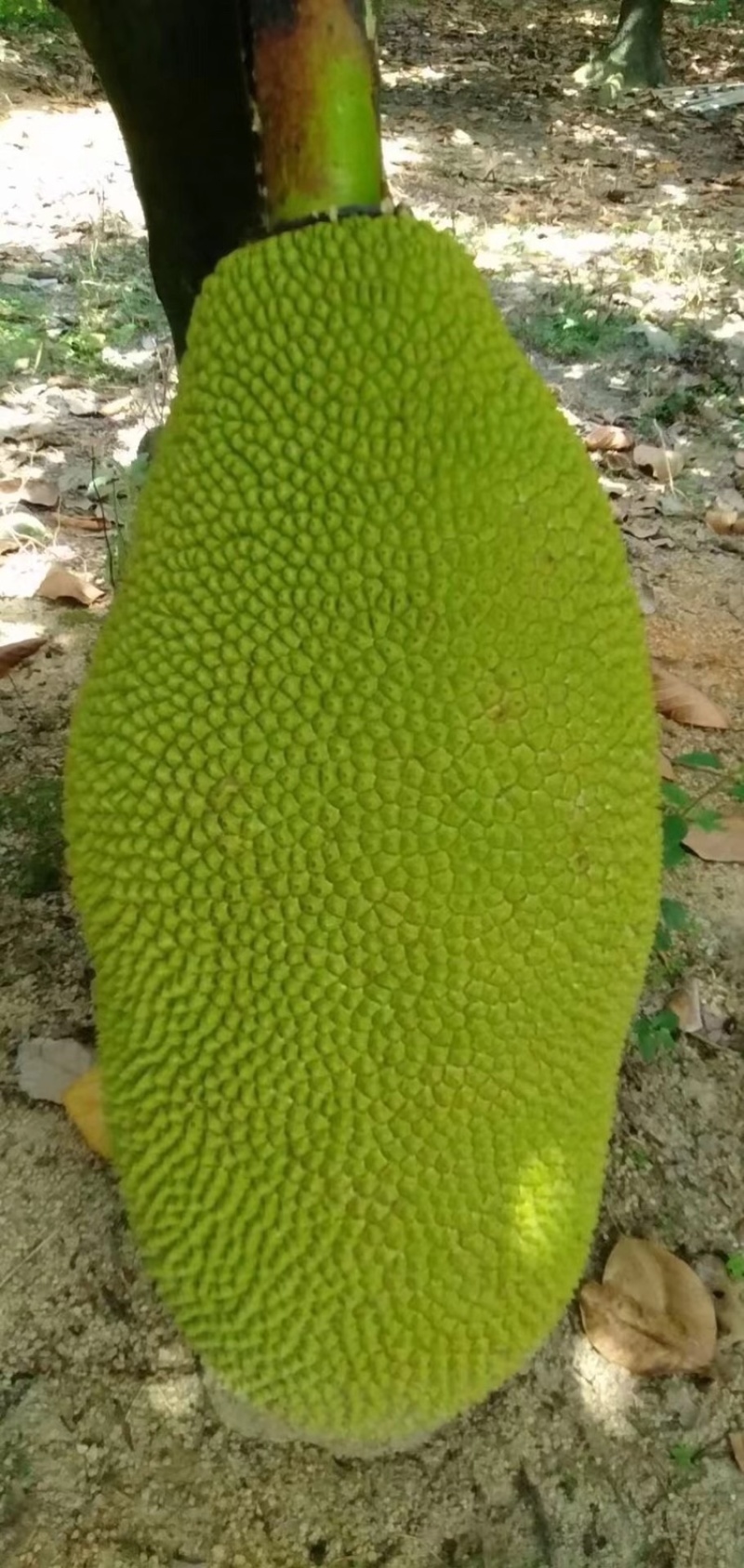 广东菠萝蜜大量有货三包质量可以到场地亲自看货。品种齐全供应