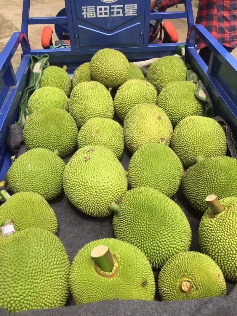 广东菠萝蜜大量有货三包质量可以到场地亲自看货。品种齐全供应