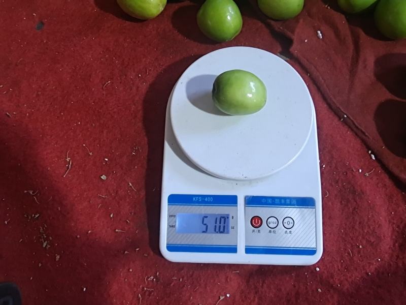 优质云南青枣，独特的金沙江干热河谷气候环境。一件代发。