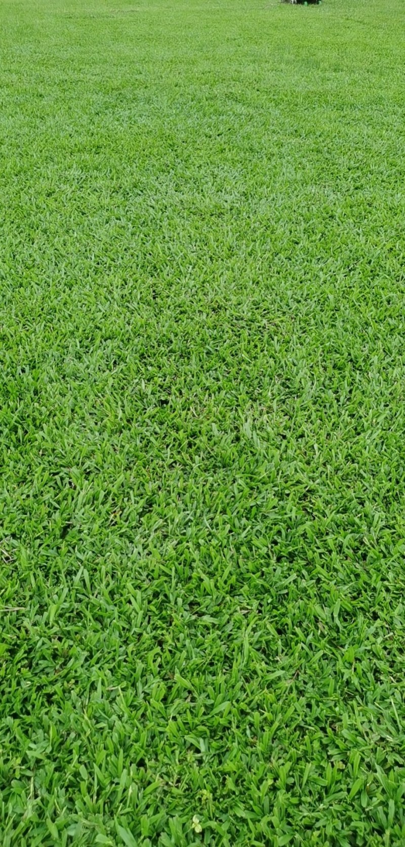 草皮，各类草皮，苗木，灌木，台湾草，马尼拉草，大叶油草
