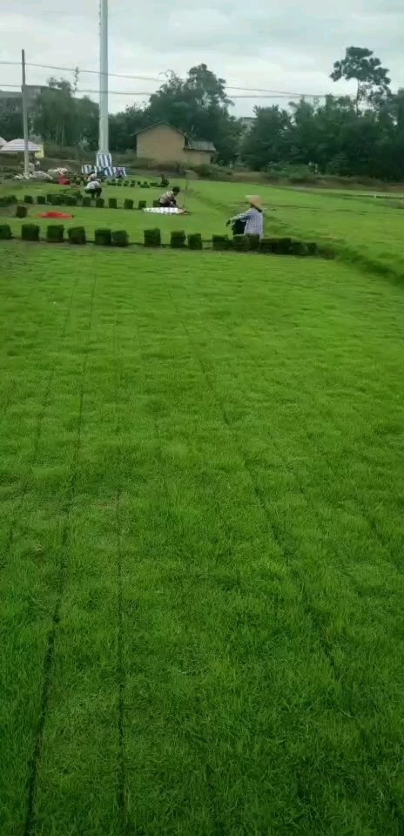 马尼拉草坪，兰引三号，台湾草，大叶油草，百慕大草