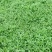 马尼拉草坪，兰引三号，台湾草，大叶油草，百慕大草