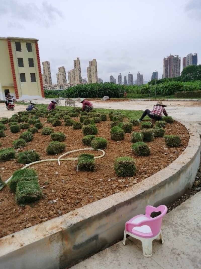 马尼拉草坪，兰引三号，台湾草，大叶油草，百慕大草