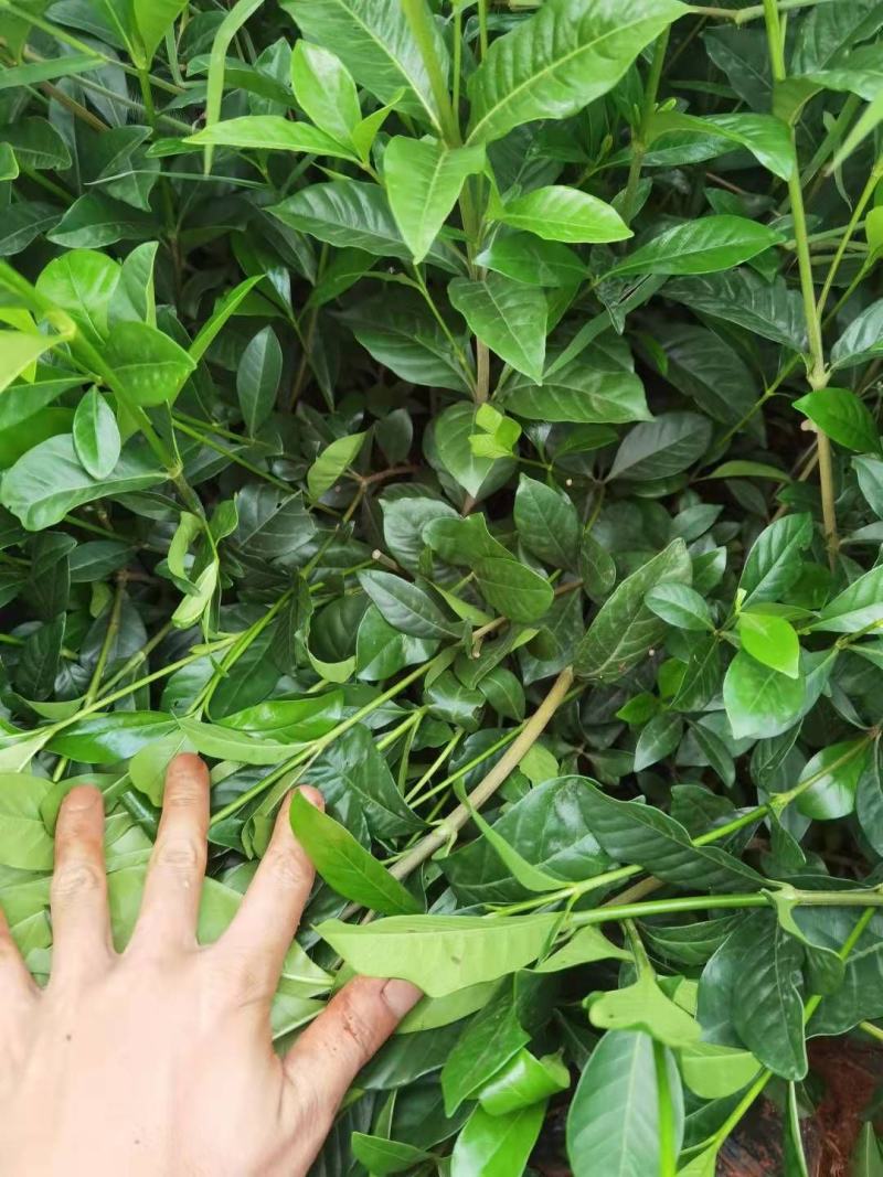 栀子花大叶栀子花，小叶栀子花栀子花种植基地