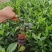 栀子花大叶栀子花，小叶栀子花栀子花种植基地