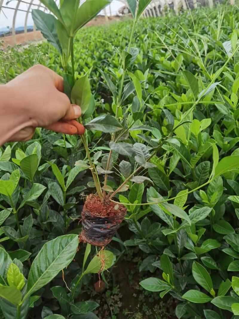 栀子花大叶栀子花，小叶栀子花栀子花种植基地