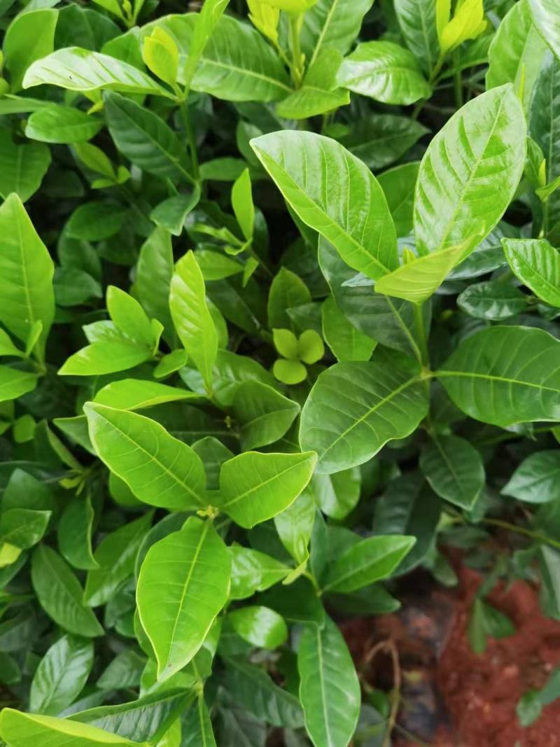 栀子花大叶栀子花，小叶栀子花栀子花种植基地