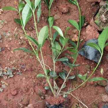 栀子花大叶栀子花，小叶栀子花栀子花种植基地