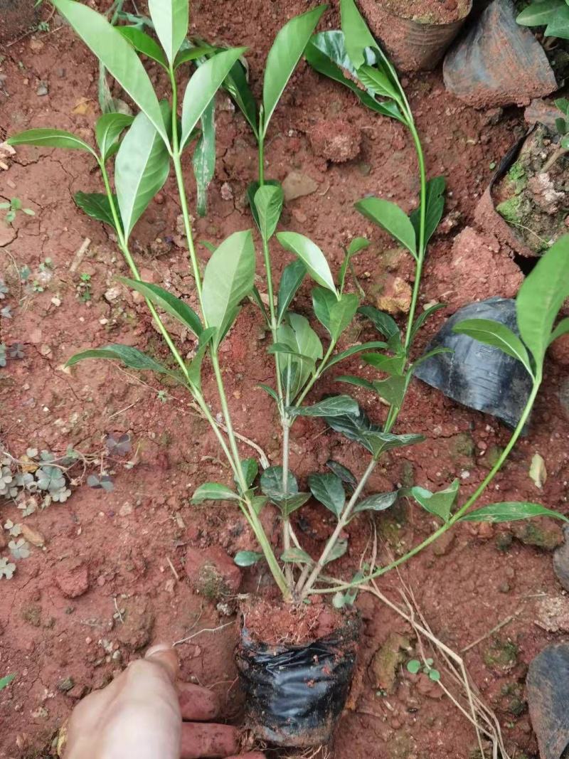 栀子花大叶栀子花，小叶栀子花栀子花种植基地