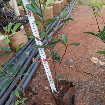 红叶石楠红叶石楠杯苗多分叉红叶石楠红叶石楠种植基地