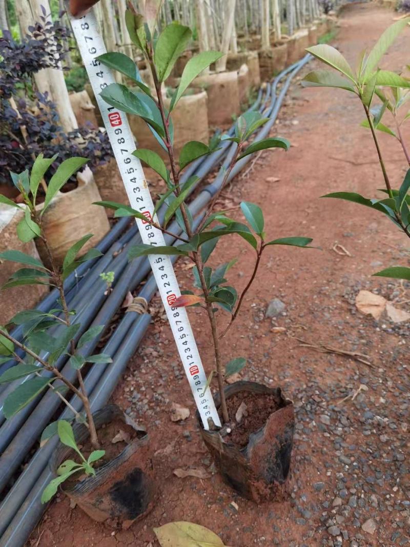 红叶石楠红叶石楠杯苗多分叉红叶石楠红叶石楠种植基地