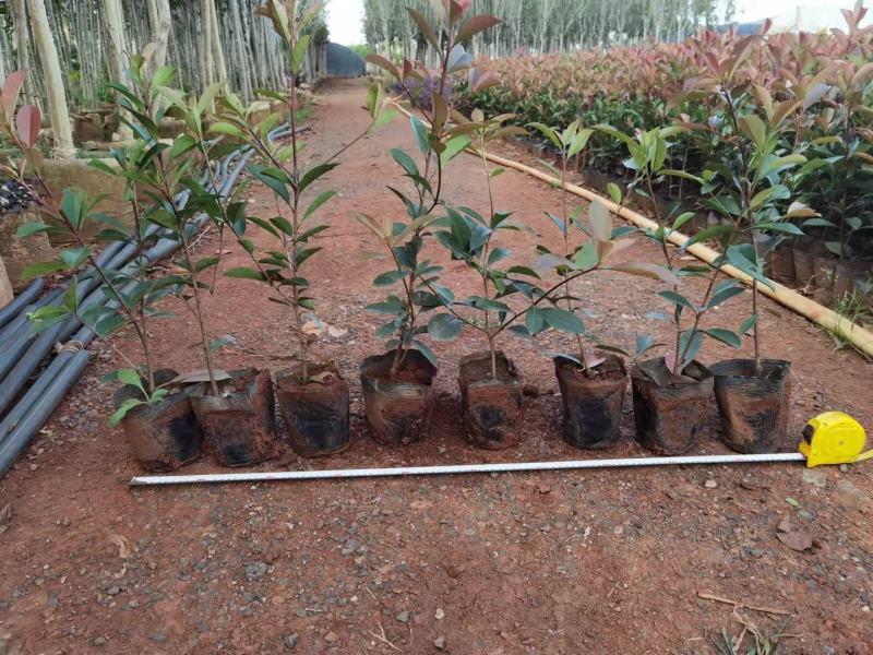 红叶石楠红叶石楠杯苗多分叉红叶石楠红叶石楠种植基地