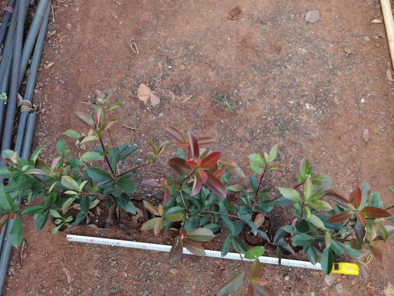 红叶石楠红叶石楠杯苗多分叉红叶石楠红叶石楠种植基地